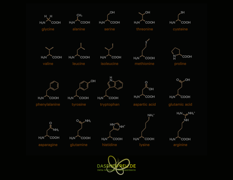Aminosäuren