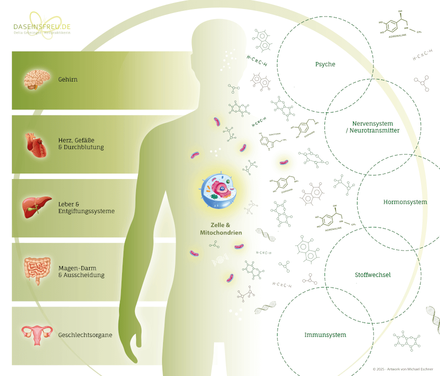 Schaubild: In der Mitte eine Körpersilhouette mit Zelle und Mitochondrien. Links fünf Organbereiche — Gehirn, Herz und Durchblutung, Leber und Entgiftungssysteme, Magen-Darm und Ausscheidung, Geschlechtsorgane. Rechts fünf Systeme — Psyche, Nervensystem und Neurotransmitter, Hormonsystem, Stoffwechsel, Immunsystem. Alle sind über die Zelle miteinander verbunden.