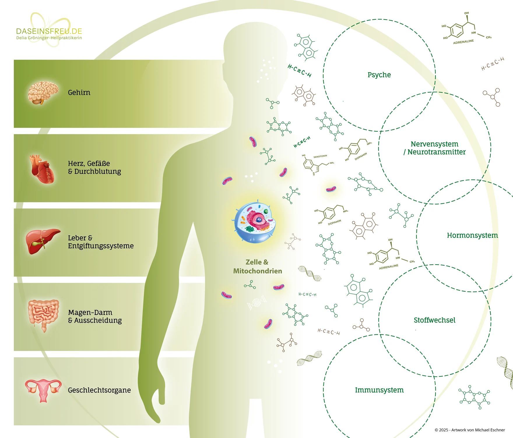 Schaubild: In der Mitte eine Körpersilhouette mit Zelle und Mitochondrien. Links fünf Organbereiche — Gehirn, Herz und Durchblutung, Leber und Entgiftungssysteme, Magen-Darm und Ausscheidung, Geschlechtsorgane. Rechts fünf Systeme — Psyche, Nervensystem und Neurotransmitter, Hormonsystem, Stoffwechsel, Immunsystem. Alle sind über die Zelle miteinander verbunden.