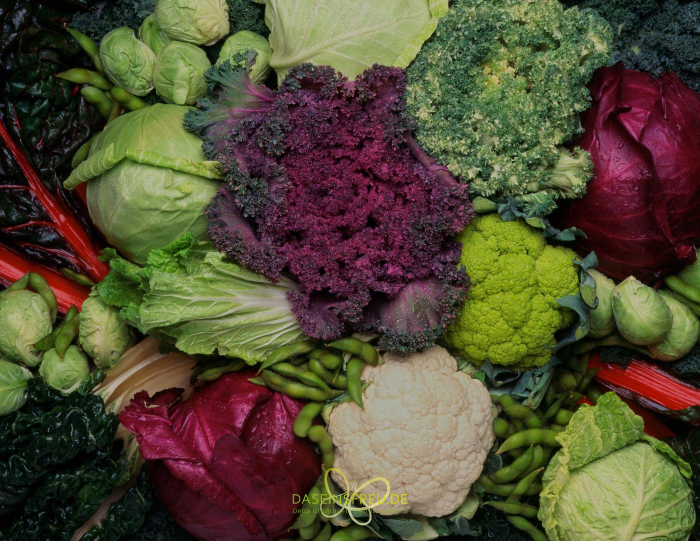Kohlgemüse dicht an dicht: Rosenkohl, Weißkohl, Rotkohl, Chinakohl, weißer und grüner Blumenkohl, krauser Grünkohl und violetter Zierkohl, dazwischen Mangold und grüne Sojabohnen.